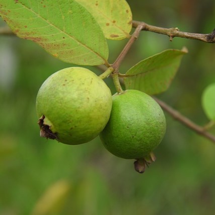 Guava