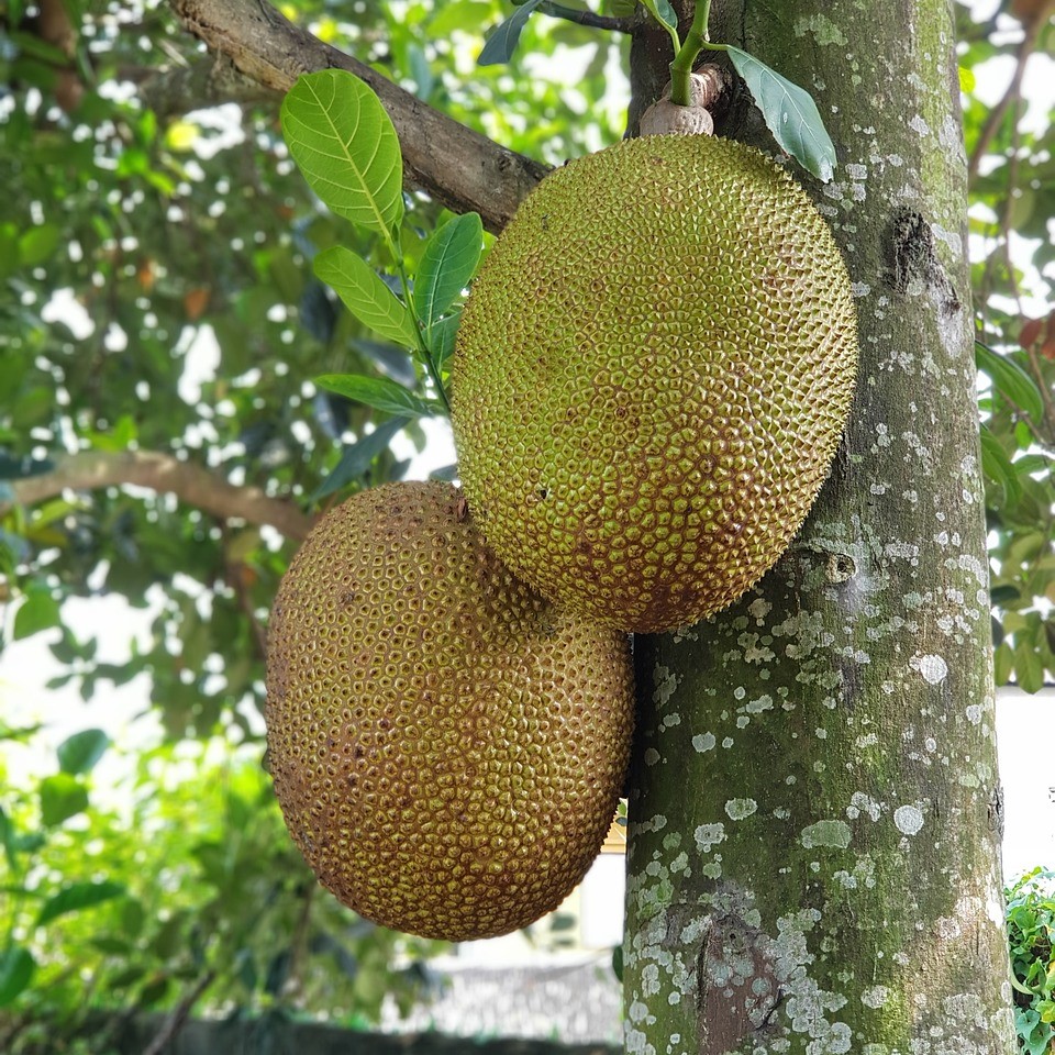 Jackfruit