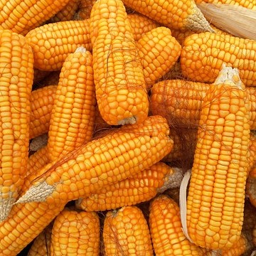 Corn